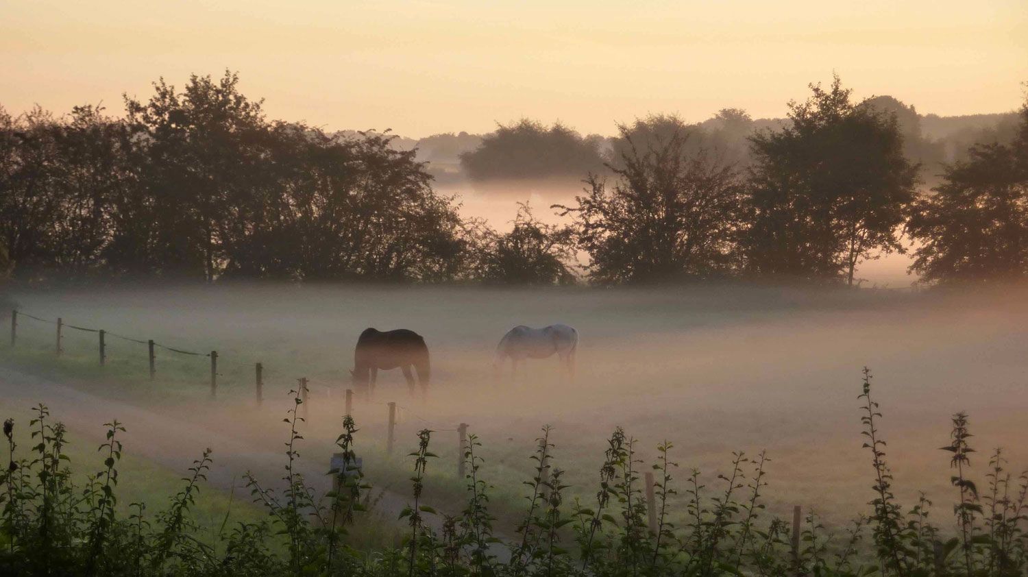 De Oude Smederij B&B in Welsum met mist in de uiterwaarden